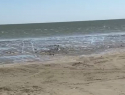 Таганрожец обвинил жителей ДНР в обмелении Азовского моря