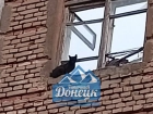 Жители Донецка просят спасти кошку
