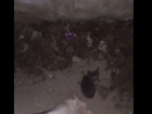 Волонтеры спасли котенка из закрытого подвала в Донецке