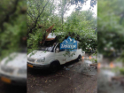 Пассажир маршрутки пострадал из-за упавшего дерева в Донецке