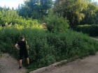В Киевском районе Донецка тропинка к школе и садам утонула в бурьяне выше человека