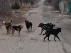 В Донецке после жалобы жителей оперативно отловили 7 бродячих собак 