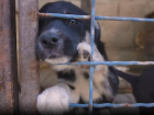 Собирали животных по всем обстреливаемым районам: как в условиях боевых действий выживает приют ДНР «4 лапки»  