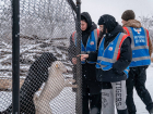 Преодолеть январские морозы бездомным собакам в Макеевке помогли народные дружинники