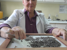 Семечка подсолнечника в ДНР уродилась не крупная, но с высоким процентом масла 