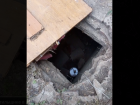 Собак могут заживо замуровать в трёхметровой яме в Донецке