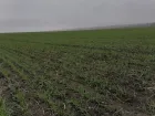 «Год выдался жарким и засушливым»: в ДНР агрономы оценили состояние озимых