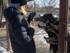 Помощь донецким хвостикам: в приют для животных «ПИФ» доставили гуманитарный груз
