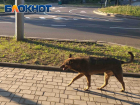 Мало, но хоть что-то: в Донецке за последнюю неделю отловлено 36 бродячих собак