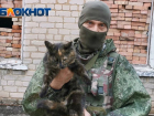Пасмурно и прохладно будет в Донецке в День уважения кошки