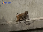 По деревьям и зданиям в Донецке прыгала обезьяна 
