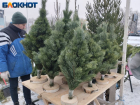 По какой цене в Донецке можно купить новогодние ёлки и палки 