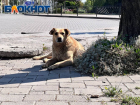 Стаи бездомных собак терроризируют Донецк: как защищаться рассказал кинолог