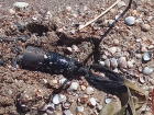 10-летний ребенок нашел три неразорвавшиеся кассеты на одном из пляжей в ДНР