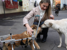 Гуманитарную помощь для животных приюта «Пиф» в Донецке передал коллектив Молодежного совета Управления Росреестра по ДНР
