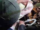 Под звуки взрывов в Донецке спасли раненую обстрелом ВСУ собаку 
