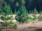 В ДНР и других новых регионах впервые проведут лесоустройство на площади более 600 тысяч гектаров 