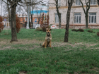 В Мариуполе ведется отлов агрессивных собак