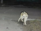 Хромого волка обнаружили на Гладковке в Донецке, его заберут волонтеры в приют