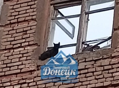 Жители Донецка просят спасти кошку