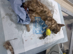 Автомобилист сбил котёнка и бросил умирать у дороги в Донецке