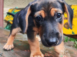 «Они вынесли его на руках, проводили непрямой массаж сердца, поливали водой»: в ДНР пожарные спасли двухмесячного щенка 