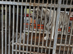 Белый тигр убил сотрудника зоопарка в Мариуполе