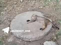 От жары и жажды погибают бездомные кошки и собаки на улицах Донецка