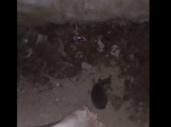 Волонтеры спасли котенка из закрытого подвала в Донецке