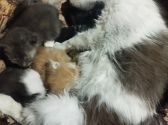 Кошка, спасенная военными, выкармливает выброшенных котят в Макеевке