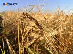 Режим ЧС ввели в сельском хозяйстве ДНР с 1 октября