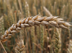 Сев озимой пшеницы в ДНР: как аграрии работают в условиях засухи