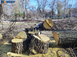 В сквере возле управы Киевского района Донецка сносят деревья ради «реконструкции»: паспорта объекта нет