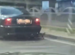 Стали известны подробности мариупольской истории с привязанной к автомобилю собакой