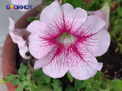  Донецк украсят 300 тысяч цветов