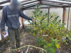 Более 18 кило каннабиса и 218 граммов пороха прятал в гараже житель Ясиноватой