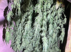 Более 10 кило конопли прятал у себя дома 41-летний житель Харцызска