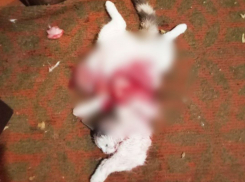 «Хотелось есть»: живодер из ДНР выпотрошил котенка