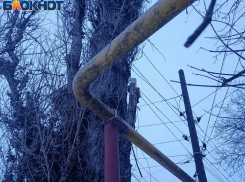 Жители улицы Огородной в Донецке напомнили властям об обещании обрезать деревья и заменить столбы