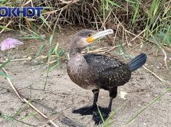 Бойкий птенец краснокнижного баклана потерялся на мариупольском побережье