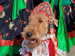 Эрдельтерьеры в костюмах «Матушка Россия» из Донецка победили на выставке собак в Луганске