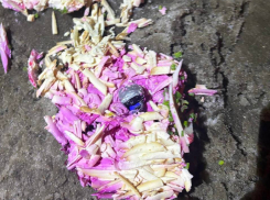 Мариупольцы умудрились «порезать» наркотики в овощной салат, но их нашли