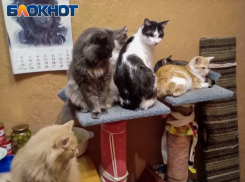 В Донецке спасённые котики от голодной смерти нуждаются в помощи 