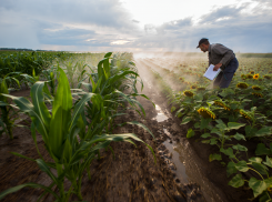 Как сильный ливень после долгой жары в ДНР отразится на урожае, рассказала агроном из Донецка