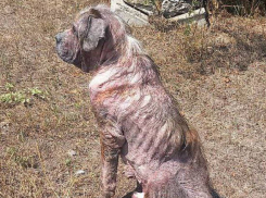 Истощенного и лысого сенбернара спасли волонтеры из Донецка