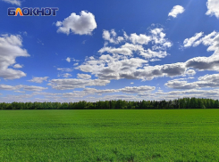 В полях Донбасса исчезли мыши