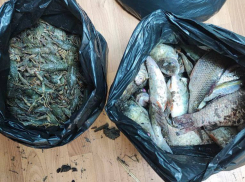 Сто тысяч ущерба: два браконьера наловили на Крынке почти две сотни рыб и раков