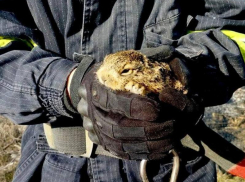 Пожарные Енакиево ДНР спасали зайчонка из огненной ловушки 