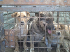 В Донецке отловили бездомных собак, на которых люди пожаловались Денису Пушилину