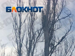 Тополя у детской площадки в Горловке ДНР признали аварийными, но убирать не спешат